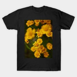 Wild yellow daisies T-Shirt